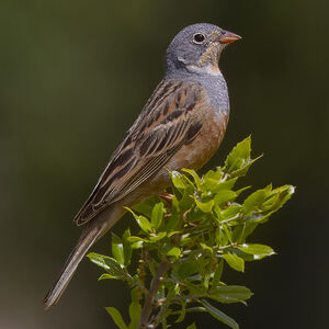 Cretzschmar's Bunting