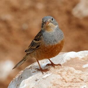 Cretzschmar's Bunting
