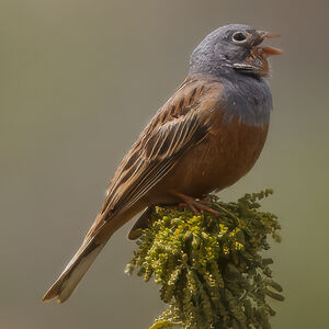 Cretzschmar's Bunting