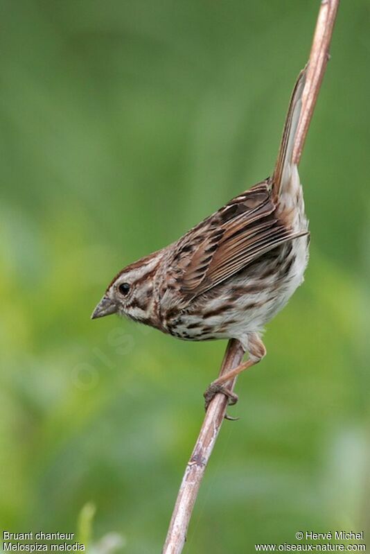 Song Sparrow male adult breeding