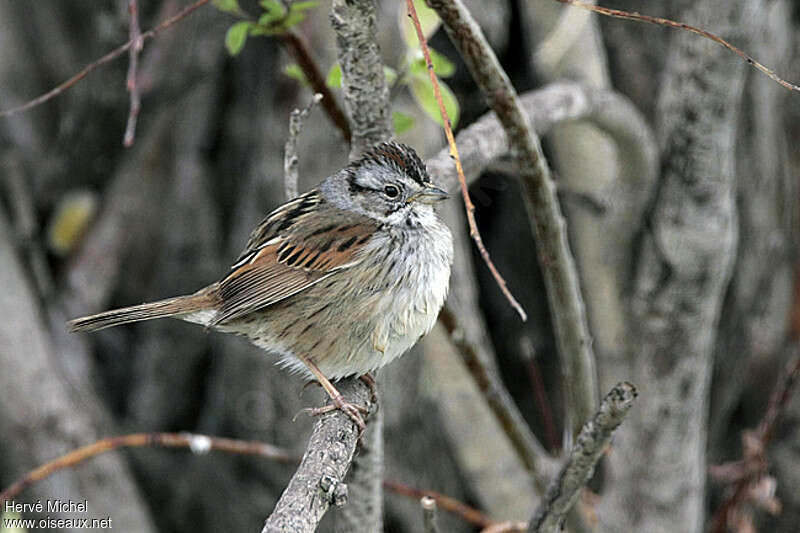 Swamp Sparrow male adult breeding, identification