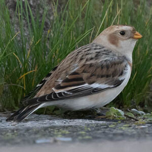 Snow Bunting