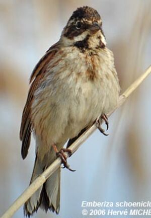 Common Reed Bunting
