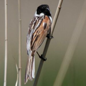 Common Reed Bunting