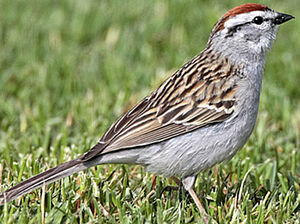Chipping Sparrow