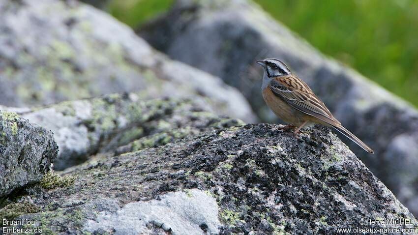 Rock Bunting male adult breeding