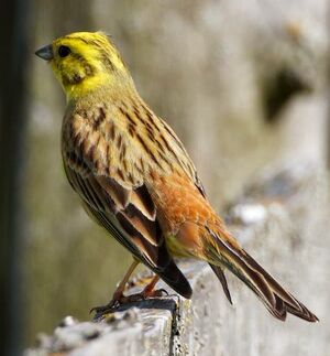 Bruant jaune 
&copy; Herv� Michel