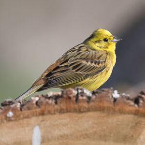 Bruant jaune