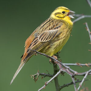 Bruant jaune 
&copy; Herv� Michel