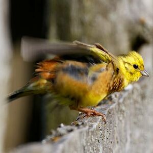 Bruant jaune 
&copy; Herv� Michel