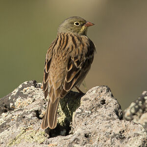Ortolan Bunting