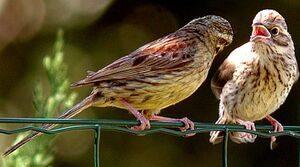 Cirl Bunting