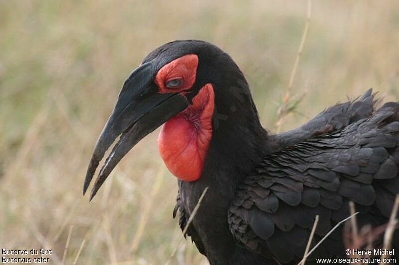 Southern Ground Hornbill male adult