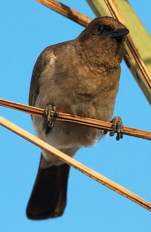 Bulbul des jardins