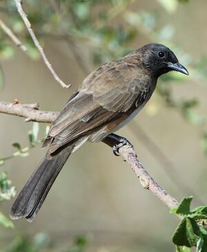 Bulbul des jardins