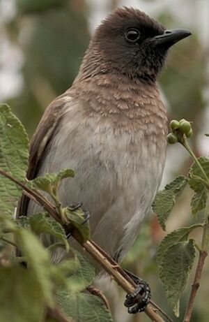 Dark-capped Bulbul
