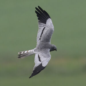 Montagu's Harrier