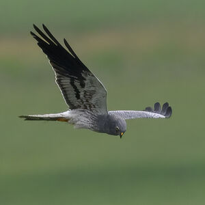 Montagu's Harrier
