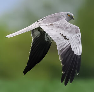 Montagu's Harrier