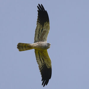 Montagu's Harrier