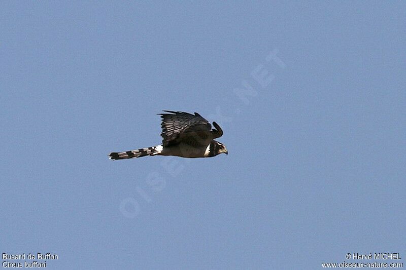 Long-winged Harrier male adult, Flight