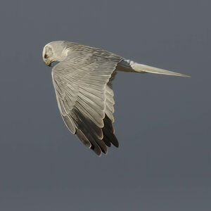 Pallid Harrier