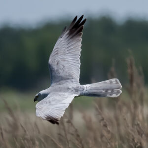 Pallid Harrier