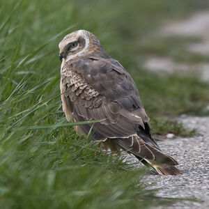 Pallid Harrier
