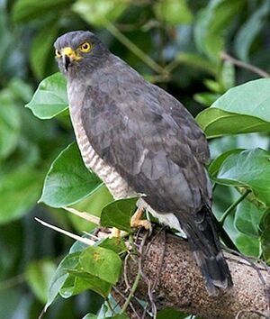 Roadside Hawk