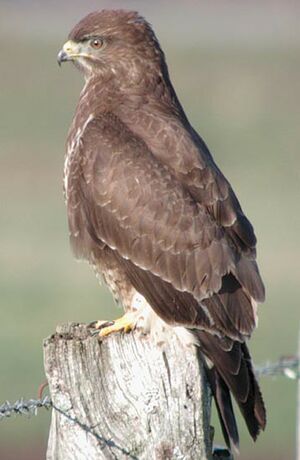 Common Buzzard 
&copy; Herv� Michel