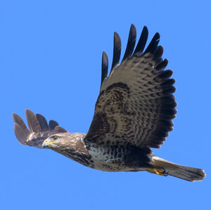 Buse variable