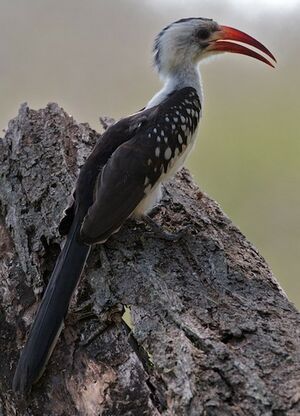 Northern Red-billed Hornbill