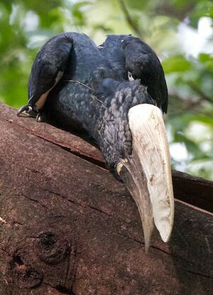 Silvery-cheeked Hornbill
