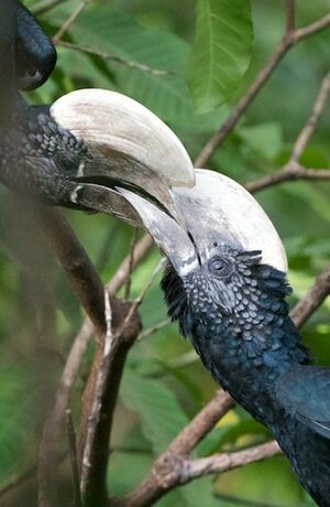 Silvery-cheeked Hornbill