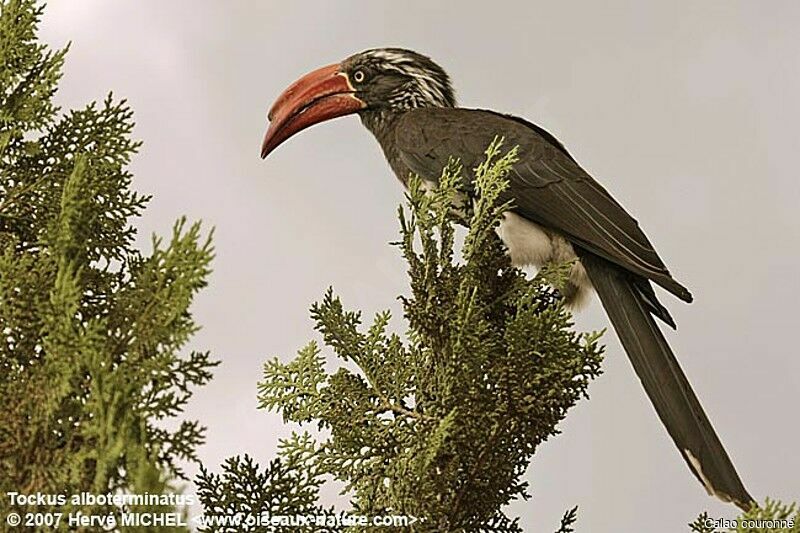 Crowned Hornbill male adult