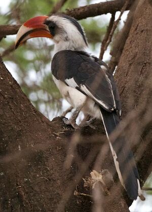 Von der Decken's Hornbill