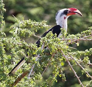 Von der Decken's Hornbill