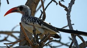 Western Red-billed Hornbill