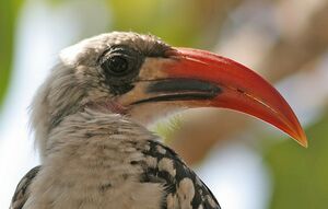 Western Red-billed Hornbill