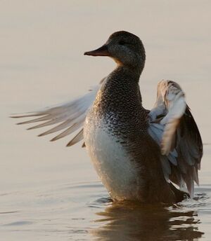 Gadwall