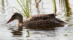 Gadwall