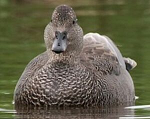 Gadwall