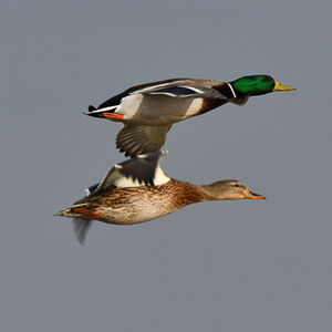 Mallard