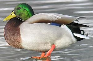 Canard colvert 
&copy; Herv� Michel