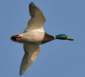 Canard colvert