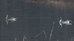 Northern Pintail