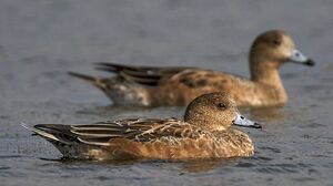 Canard siffleur