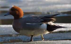 Eurasian Wigeon