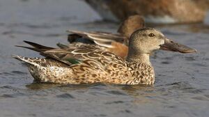 Canard souchet