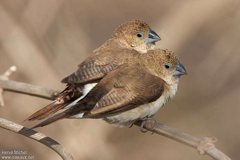 African Silverbilladult, Behaviour